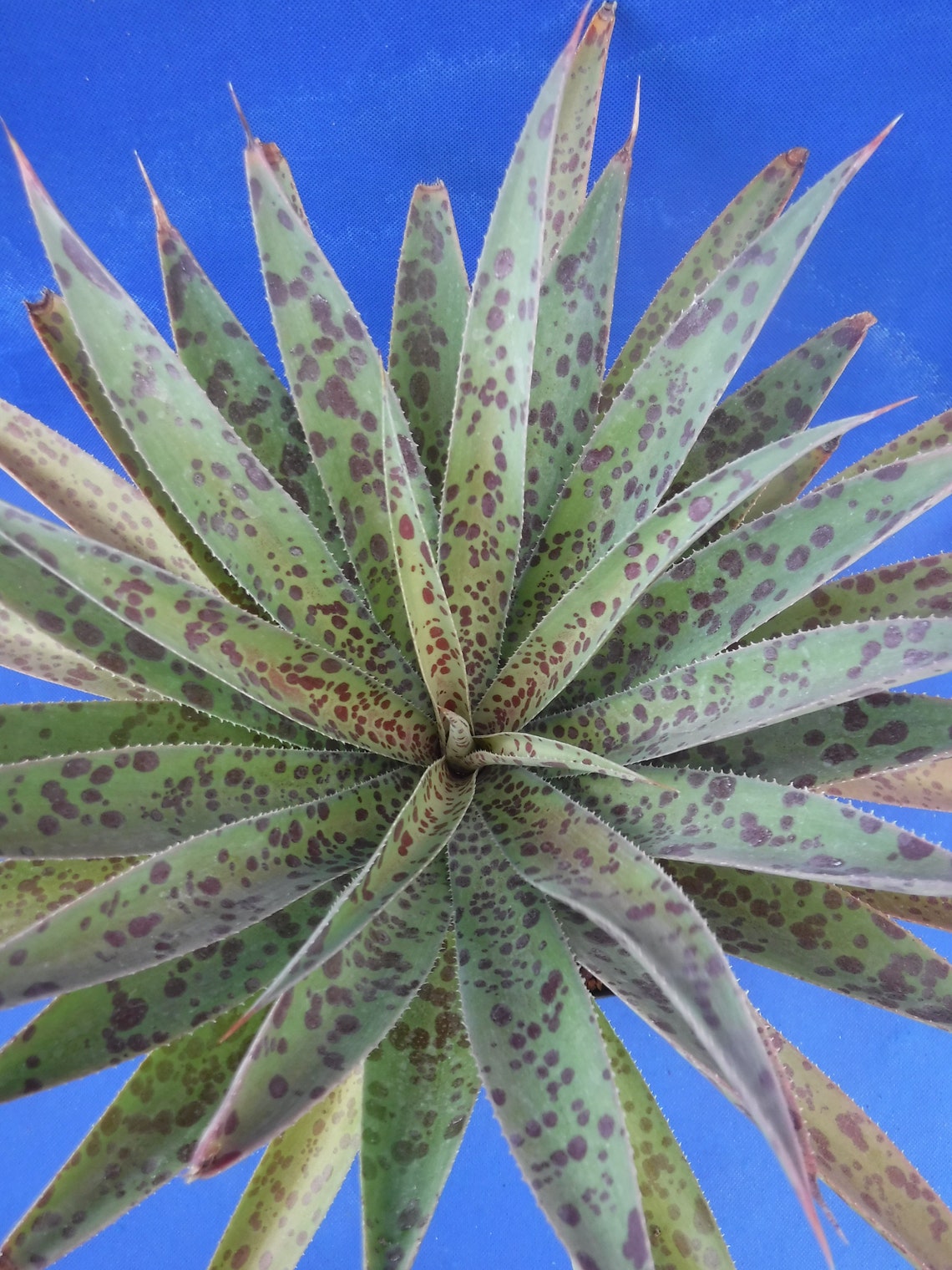 Pineapple Express Mangave LARGE Plant Agave/manfreda Hybrid Etsy
