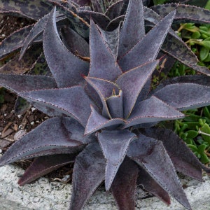 Purple People Eater Mangave STARTER Plant Agave/Manfreda Hybrid Great COLORS Succulent 4"-6" Wide 6" Pot Size