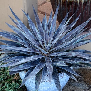 May include: A potted succulent plant with long, pointed leaves. The leaves are a mix of blue, green, and purple, with a speckled pattern. The plant is in a light blue pot.