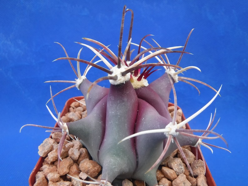 Ferocactus emoryi Cactus Plant - Thumbnail 2