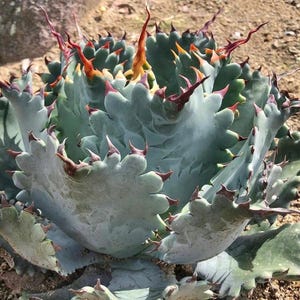 May include: A close-up of a succulent plant with blue-green leaves and sharp, reddish-brown spines. The plant has a rosette shape, with the leaves arranged in a circular pattern. The tips of the spines have a reddish-orange hue. The background is a sandy colour.