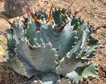Agave 'cornelius' Century Plant -2 1/4
