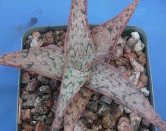 Aloe Hybrid: Pink Blush 3-4" Plants Easy 2 Grow Succulent Great Textures/Colors