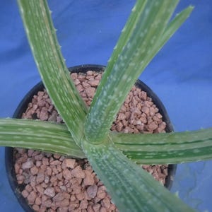 GENUINE Aloe vera VARIEGATED! Very Easy to Grow 15&quot; Wide Great Streaks! F3