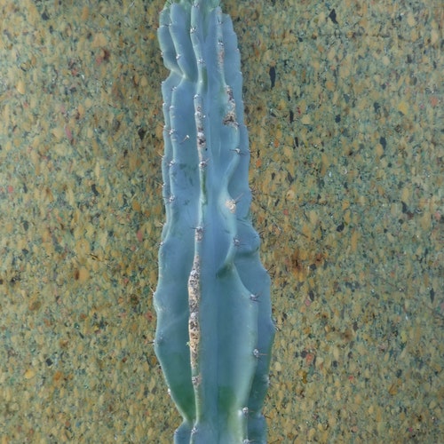 Monstrose Cereus Peruvianus Cactus 45