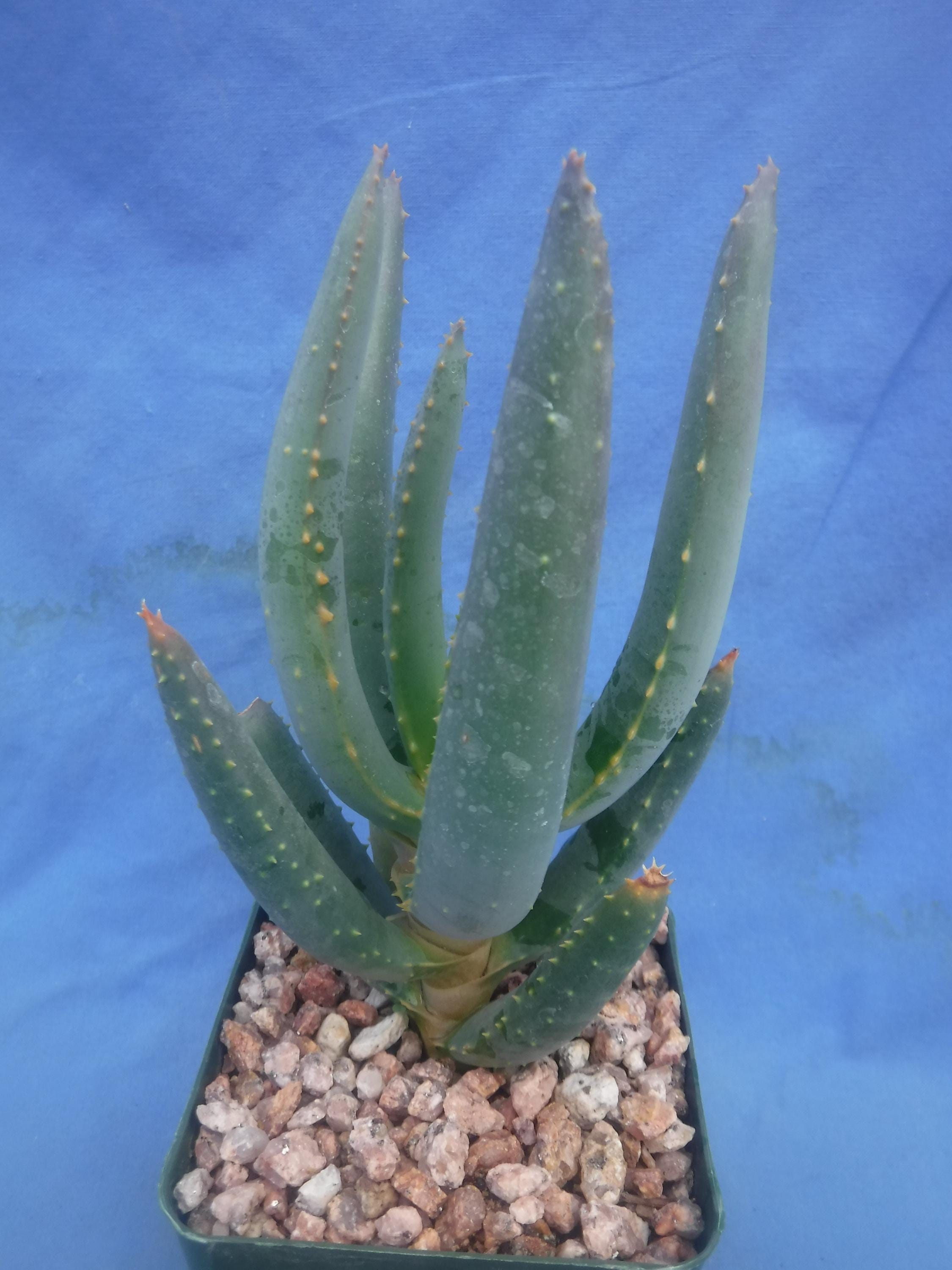 Aloe hercules plant - Etsy 日本