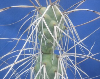 Tephrocactus syringacanthus Cactus ROOTED Plant 4"-6" Long SPINES! Super Sharp! 14" Tall B6