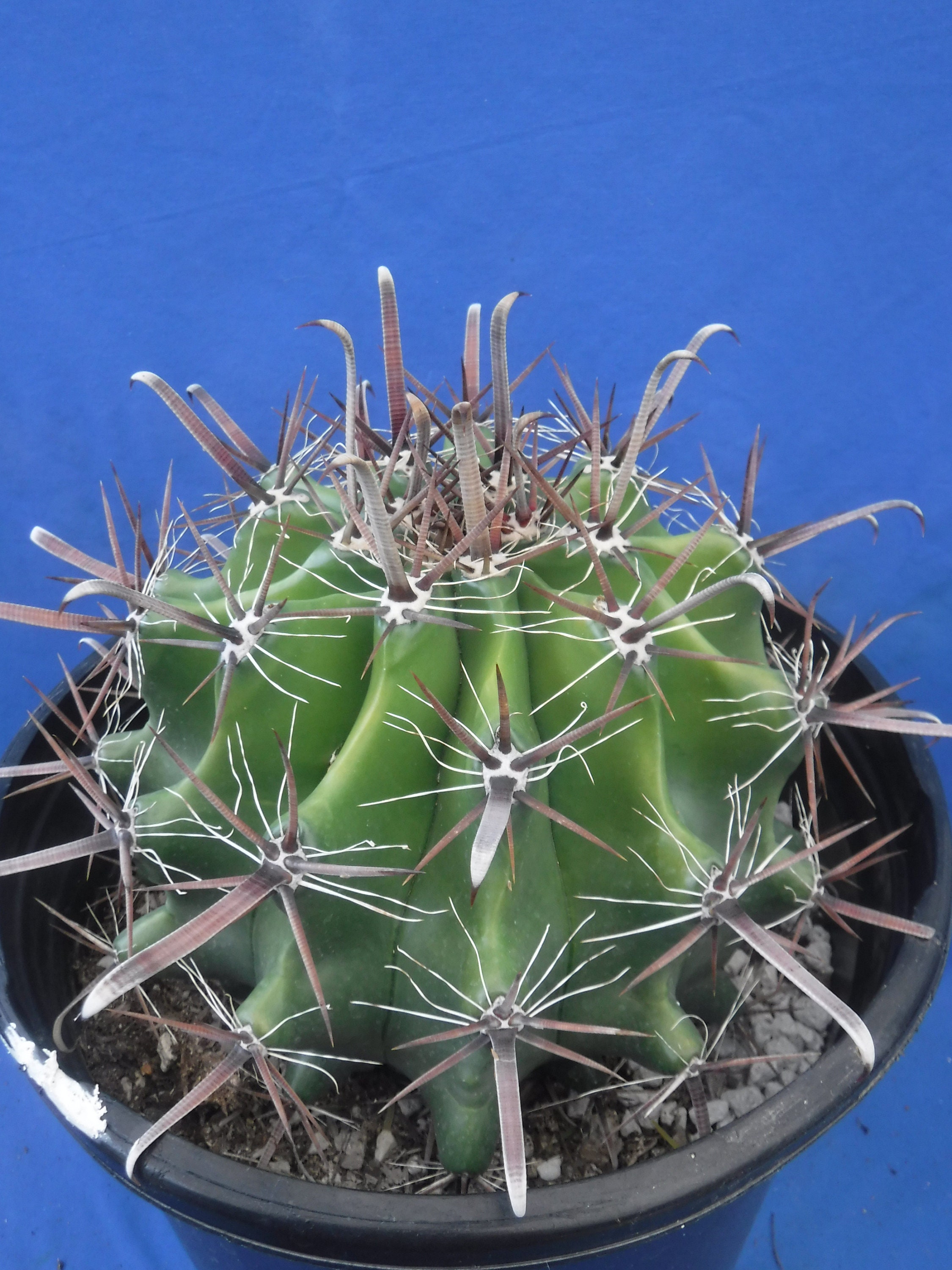 hermes cactus STORE FRESH* Herms Constance III 18 Bag in Cactus Alligator Mississi   Sellier