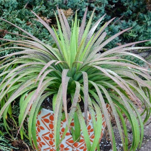 Bad Hair Day-mangave STARTER Plant Agave/Manfreda-hybride Geweldige KLEUREN Vetplant 8 tot 10 inch breed Mooie GROTE planten!