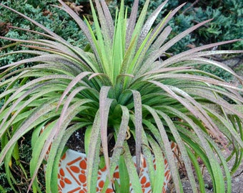 Bad Hair Day Mangave STARTER Plant Agave/Manfreda Hybrid Great COLORS Succulent 8&quot; to 10&quot; Wide Nice LARGE Plants!