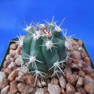 Ferocactus santa-maria Cactus 3.25 Tamaño de la olla RARO Muy difícil encontrar especies imagen 4