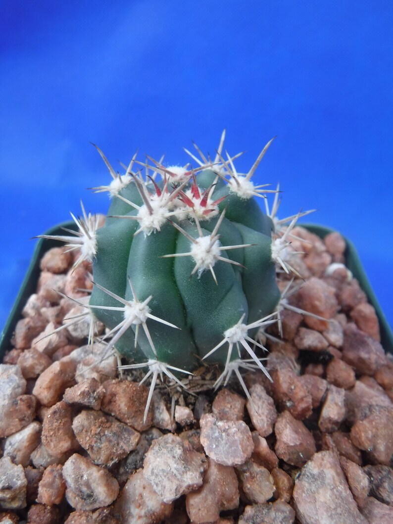 Ferocactus santa-maria Cactus 3.25 Pot Size RARE Very Hard to Find Species image 4