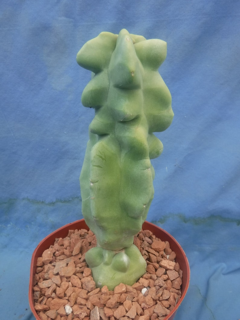 Totem Pole Monstrosus Cactus WElRD No SPINES 610 Tall 2/Landscaping DISCOUNT BLOWOUT Look at Pictures Please Read Listing image 1