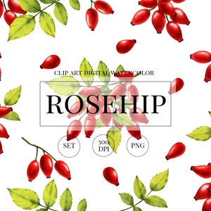Rosehip clipart, watercolor rosehip berries png set. Rose hips digital watercolor  illustrations. Digital download.
