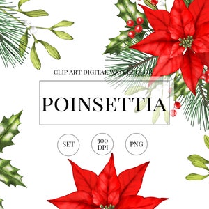 Christmas clipart Red poinsettia and winter greenery png. Mistletoe, Holly Berry, Pine brunch clipart. Watercolor poinsettia clipart png.