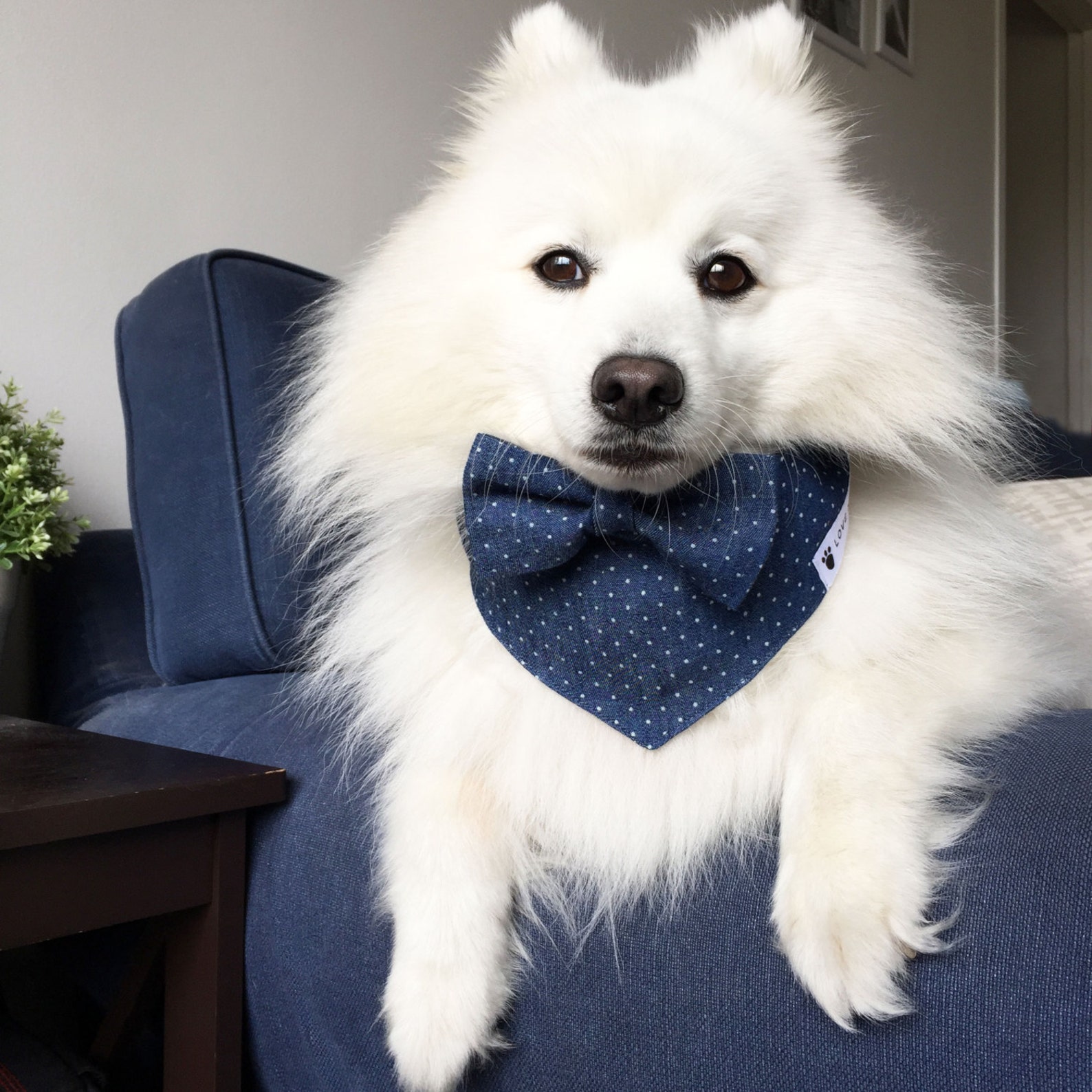 17+ Dog Bow Tie Ideas For Aussie Dogs