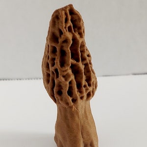 May include: A brown morel mushroom with a distinctive honeycomb-like texture. The mushroom is about 4 inches tall and has a rounded cap.