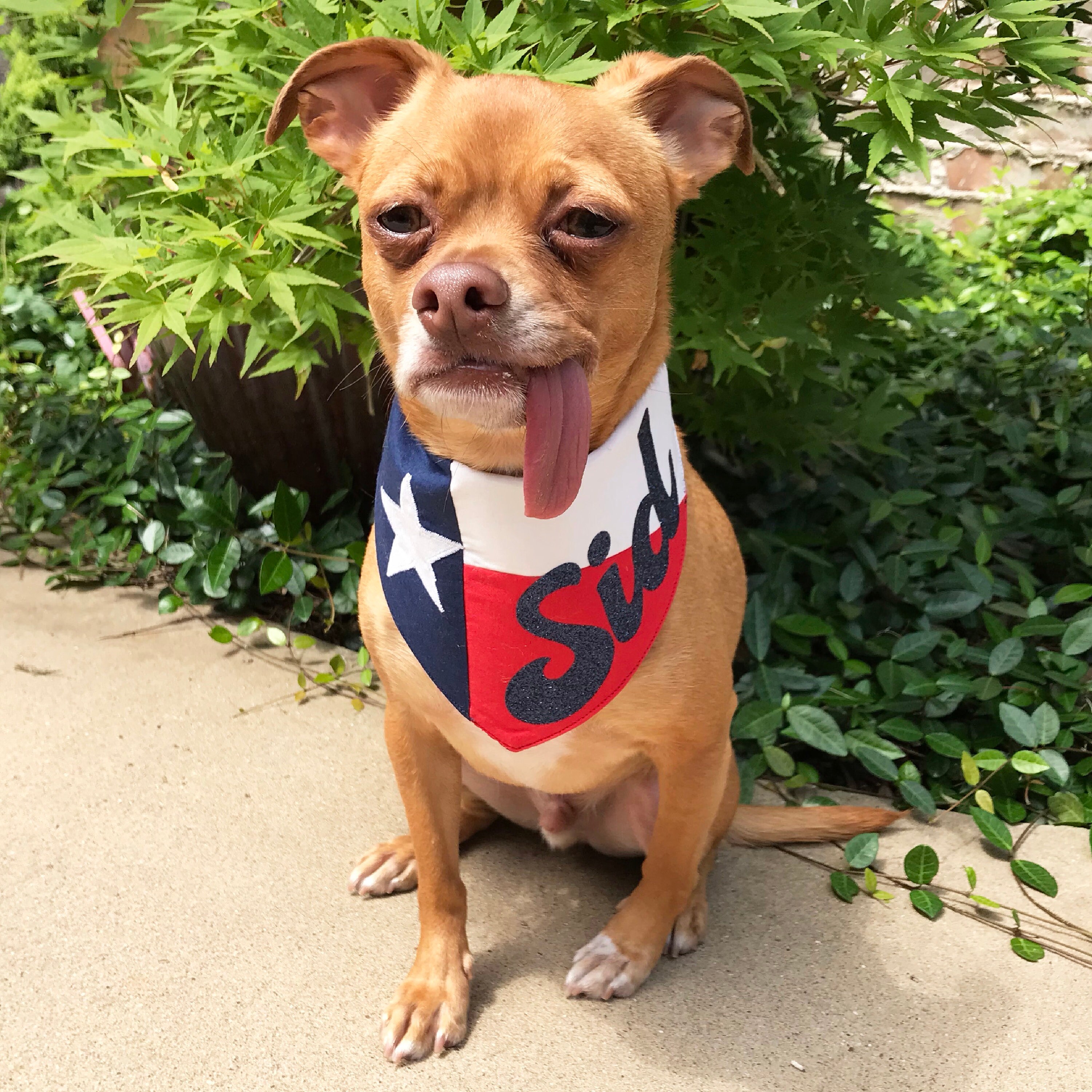texans dog bandana
