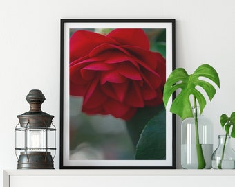Rote Blütenblätter, Floral inspirierte Fine Art Fotografie