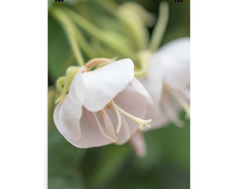 Rosa Blume Fotografie Druck - Floral Wohnkultur (digitaler Download)