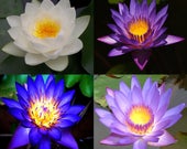 10 Lotus Flower Seeds, Pink, Blue, White, Purple, Fresh Exotic Rare 4 Colors Mixed Lotus Flower Seeds