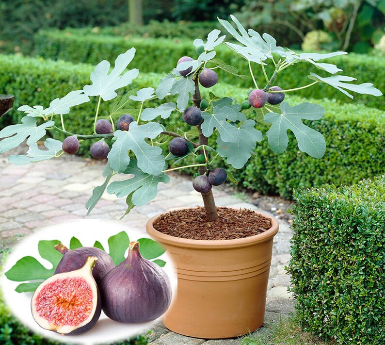 15 Rare Sweet Common Fig Fruit Fresh Tree Seeds Fig | Etsy