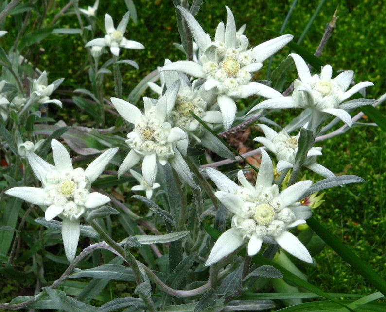 15 Edelweiss Leontopodium Alpinum Flower Seeds Rare Etsy