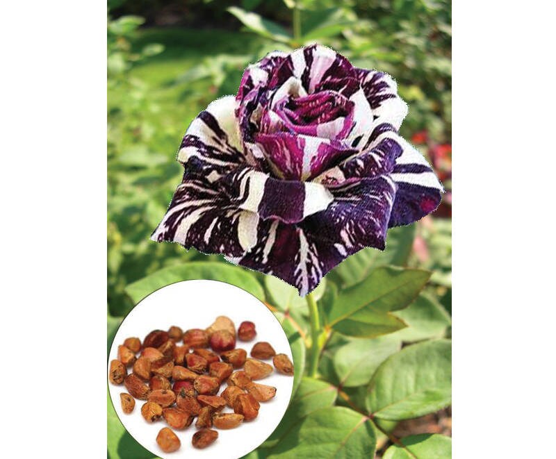 20 Rare Purple White Rose Fresh Seeds Exotic Purple White Etsy