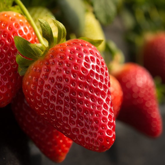 RARE «Delicious Woodland Strawberry « Fragaria vesca 2 plants as described !