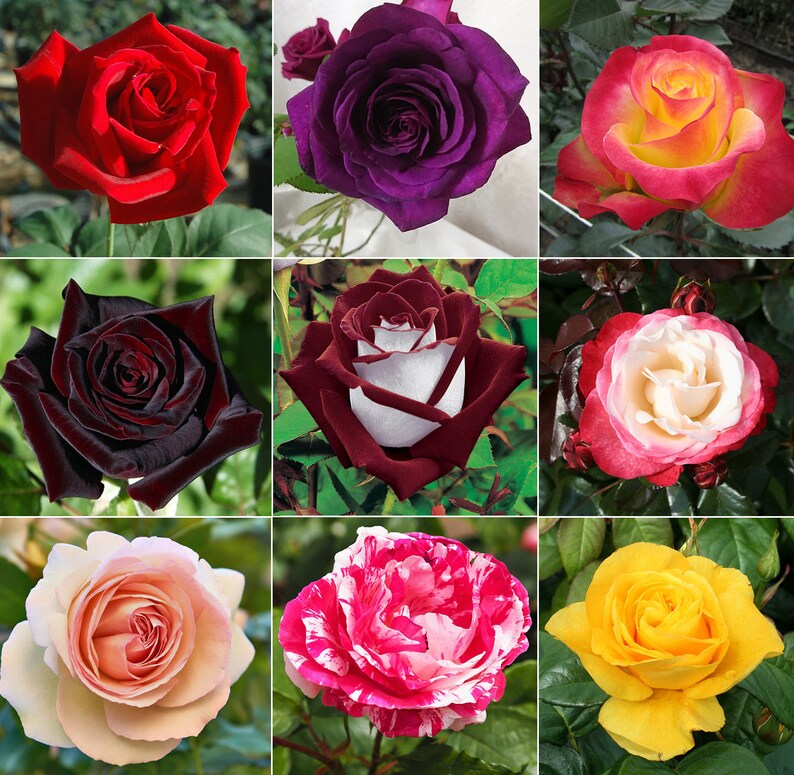 100 Hybrid Tea Rose Seeds Mixed Exotic Home Garden Hybrid Tea Etsy
