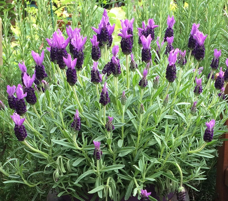 50 French Lavender Lavandula dentata Herb Plant Seeds Etsy