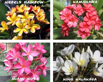 10 Plumeria ( Frangipani, Hawaiian Lei Flower ) Seeds, Rare Exotic Flower Plant Seeds, Mix 4 Colors