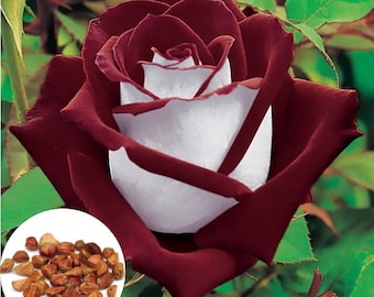 20 Rare Blood Red and White Hybrid Tea Rose Seeds, Exotic Home Garden Osiria Rose Plant Seeds, Growing Rose from Seeds