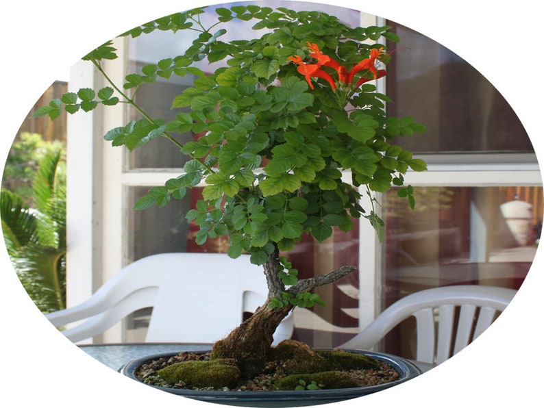 15 Cape Honeysuckle Tecomaria Capensis Seeds Rare Exotic ...