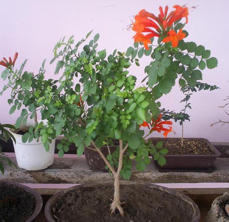 15 Cape Honeysuckle Tecomaria Capensis Seeds Rare Exotic ...