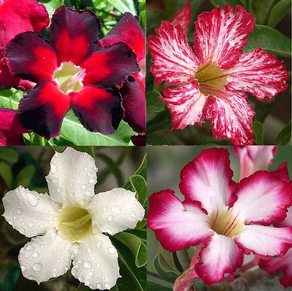 Rare Black Purple White Desert Rose Roots Adenium Obesum Flower Perennial Mat