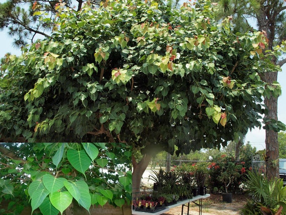 20 Bodhi Tree Ficus Religiosa Bonsai Tree Seeds Fresh | Etsy 20 Bodhi Tree Ficus Religiosa Bonsai Tree Seeds Fresh | Etsy