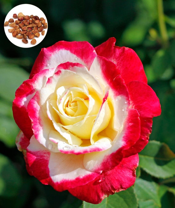 20 Rare Pink Dragon Rose Seeds Exotic Rare Dragon Rose Flower Seeds Fresh