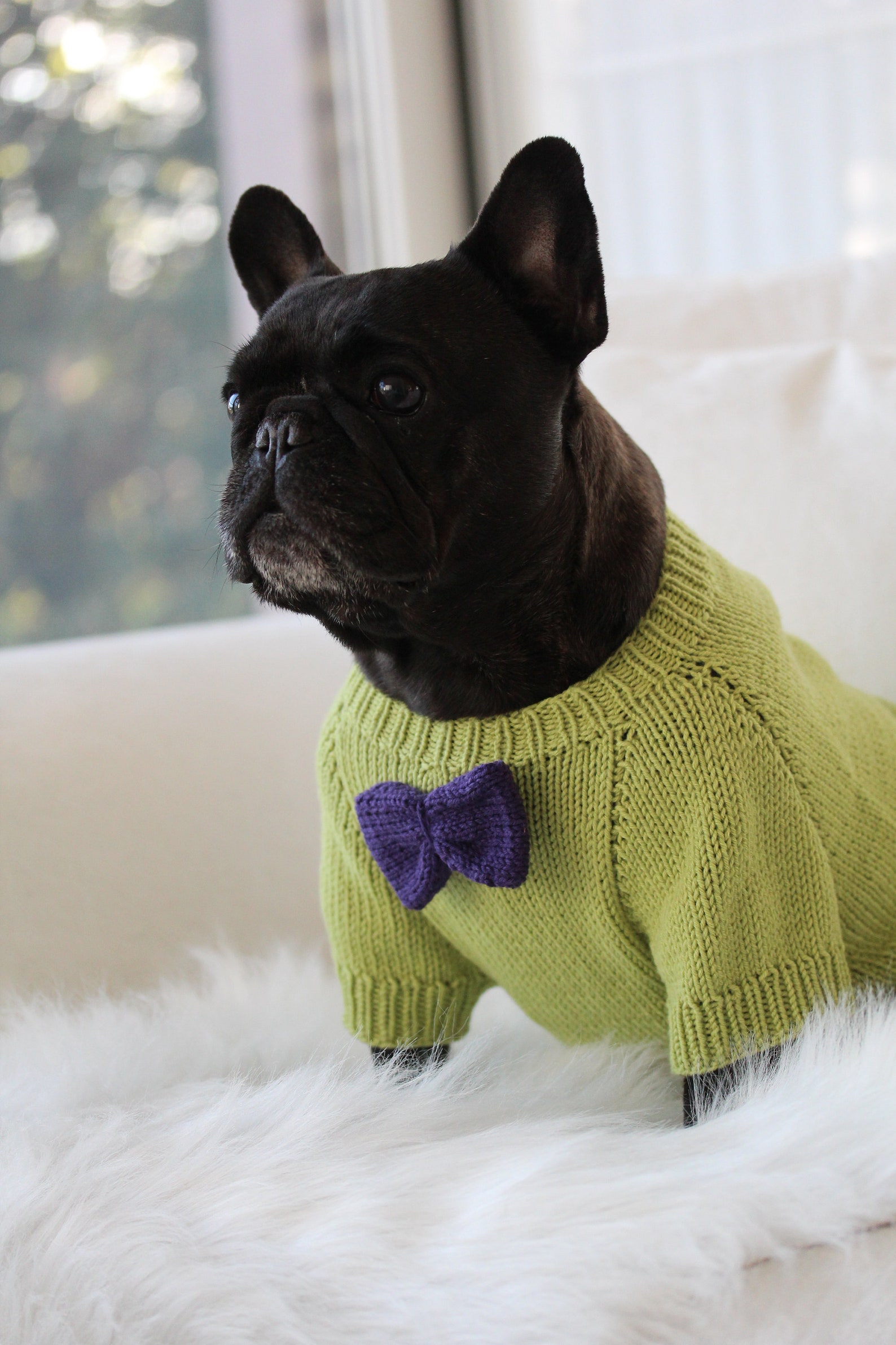 Knitting Pattern PDF French Bulldog Sweater With Details Dog Etsy