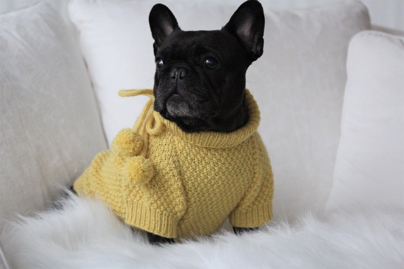Knitting Pattern PDF French Bulldog Yellow Sweater With Etsy Australia