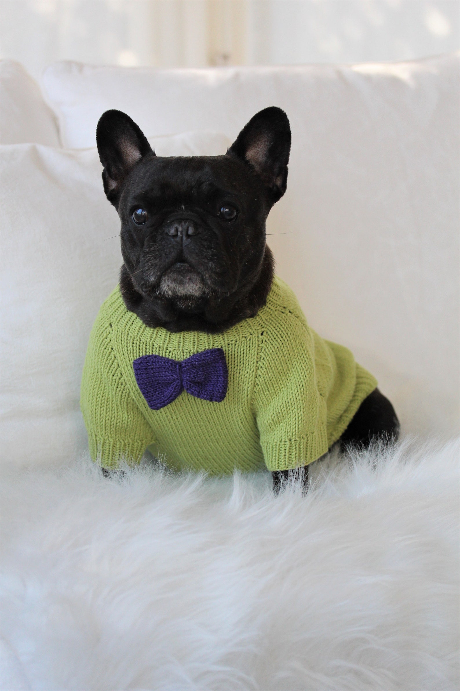 Knitting pattern PDF French bulldog sweater with details Dog Etsy