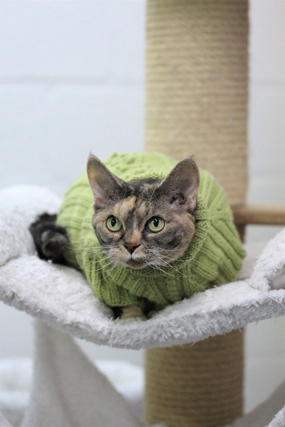 Designer Cat Sweater  LV Sweater for Sphynx, Designer Sweater