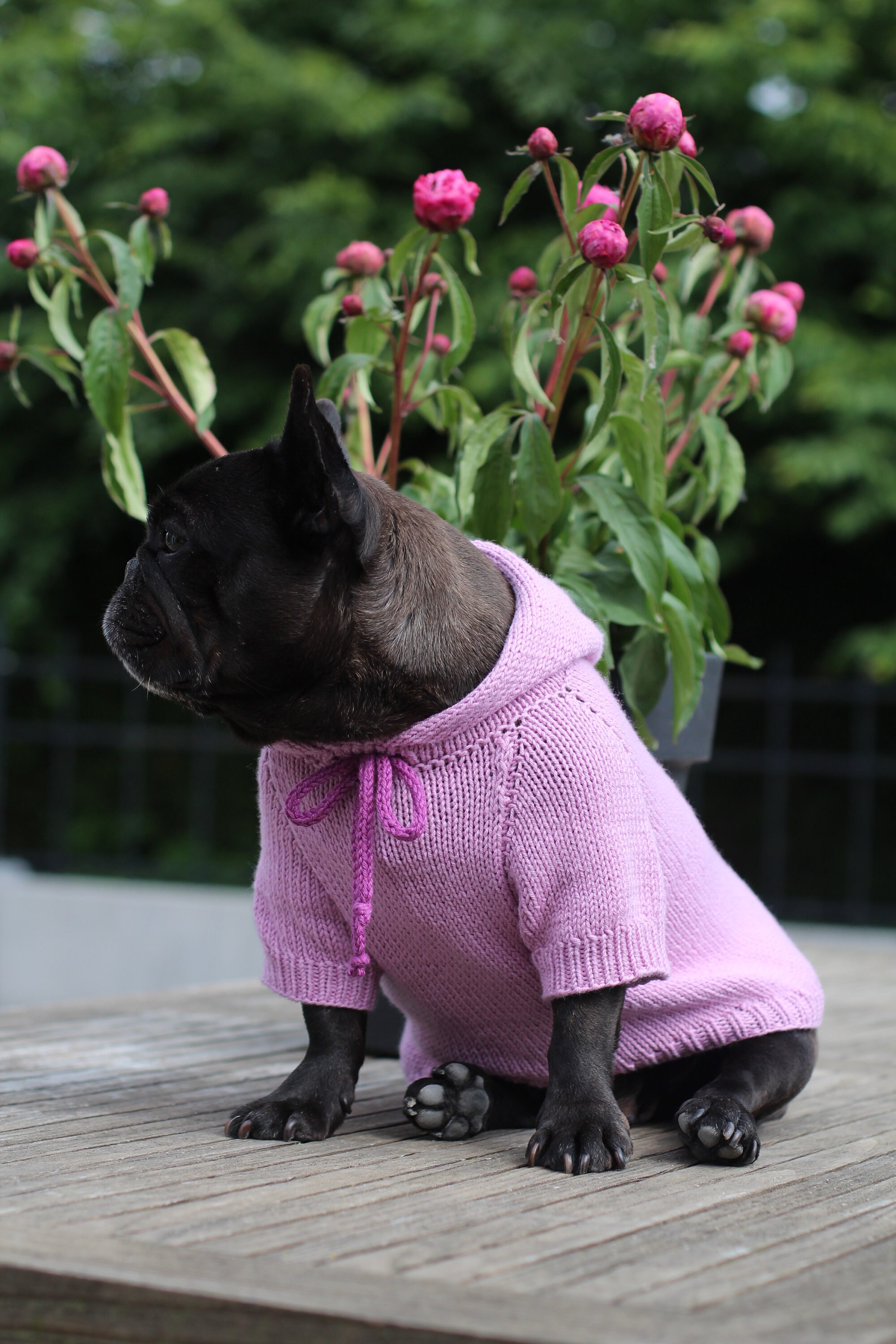 Knitting Pattern PDF French Bulldog Sweater Pet Hoodie Dog Etsy