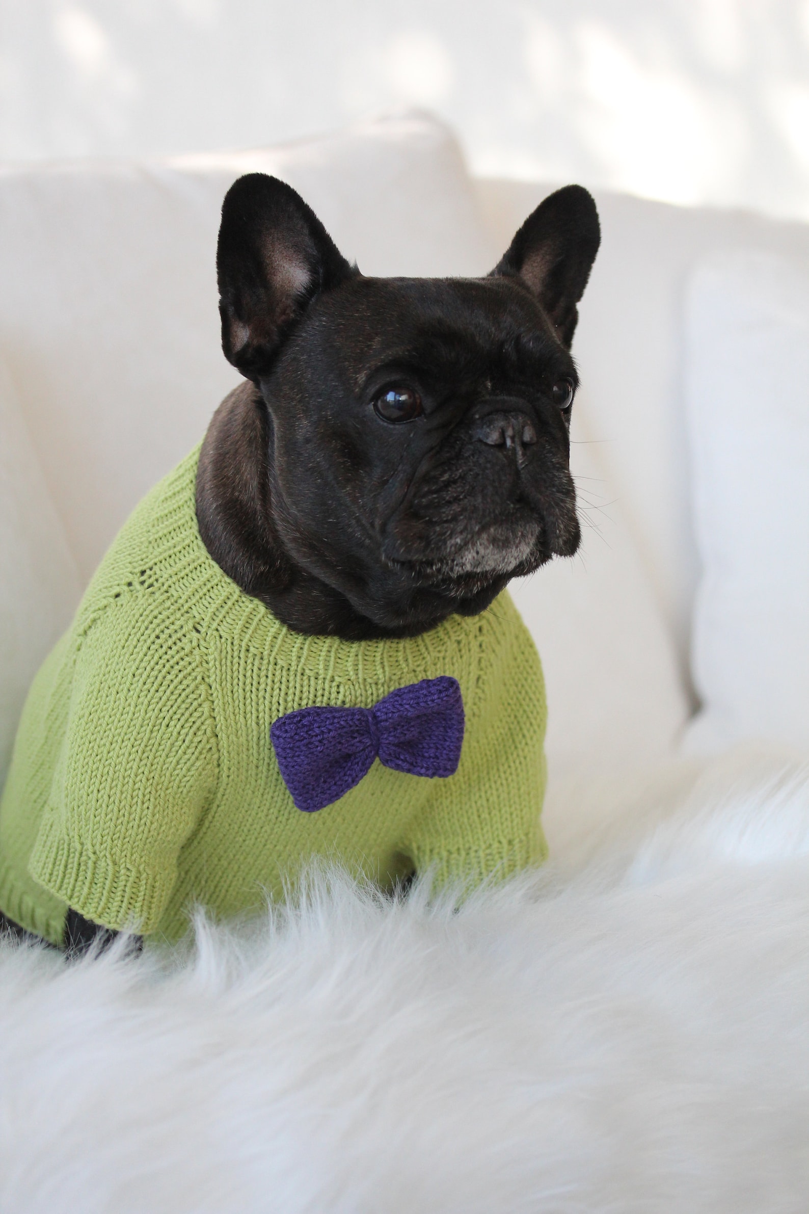 Knitting Pattern PDF French Bulldog Sweater With Details Dog Etsy