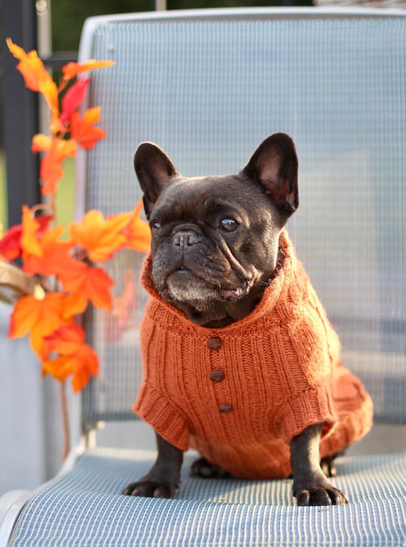 Pull orange en laine de bouledogue fran ais manteau d hiver de