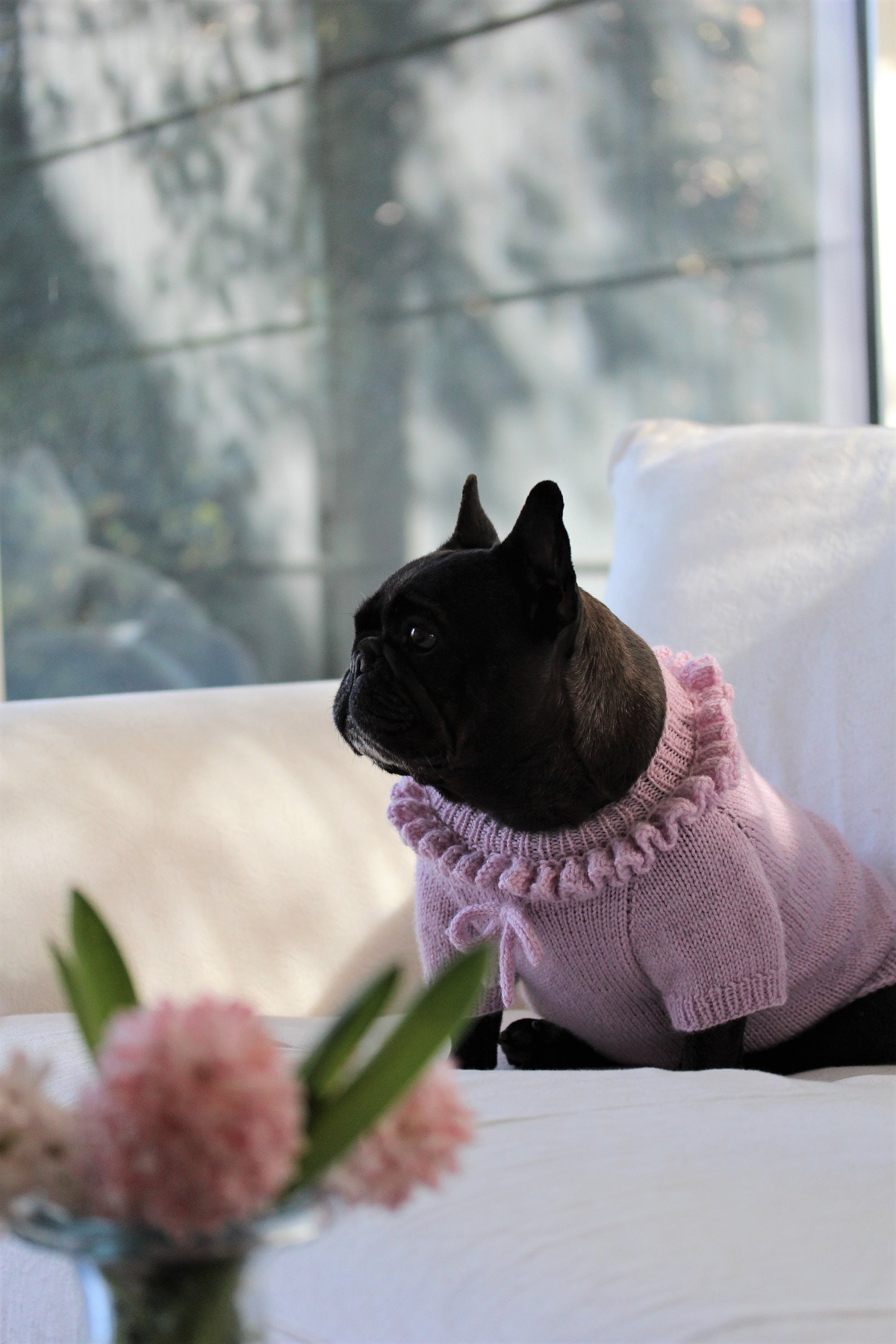 Knitting pattern PDF French bulldog sweater with details Dog Etsy