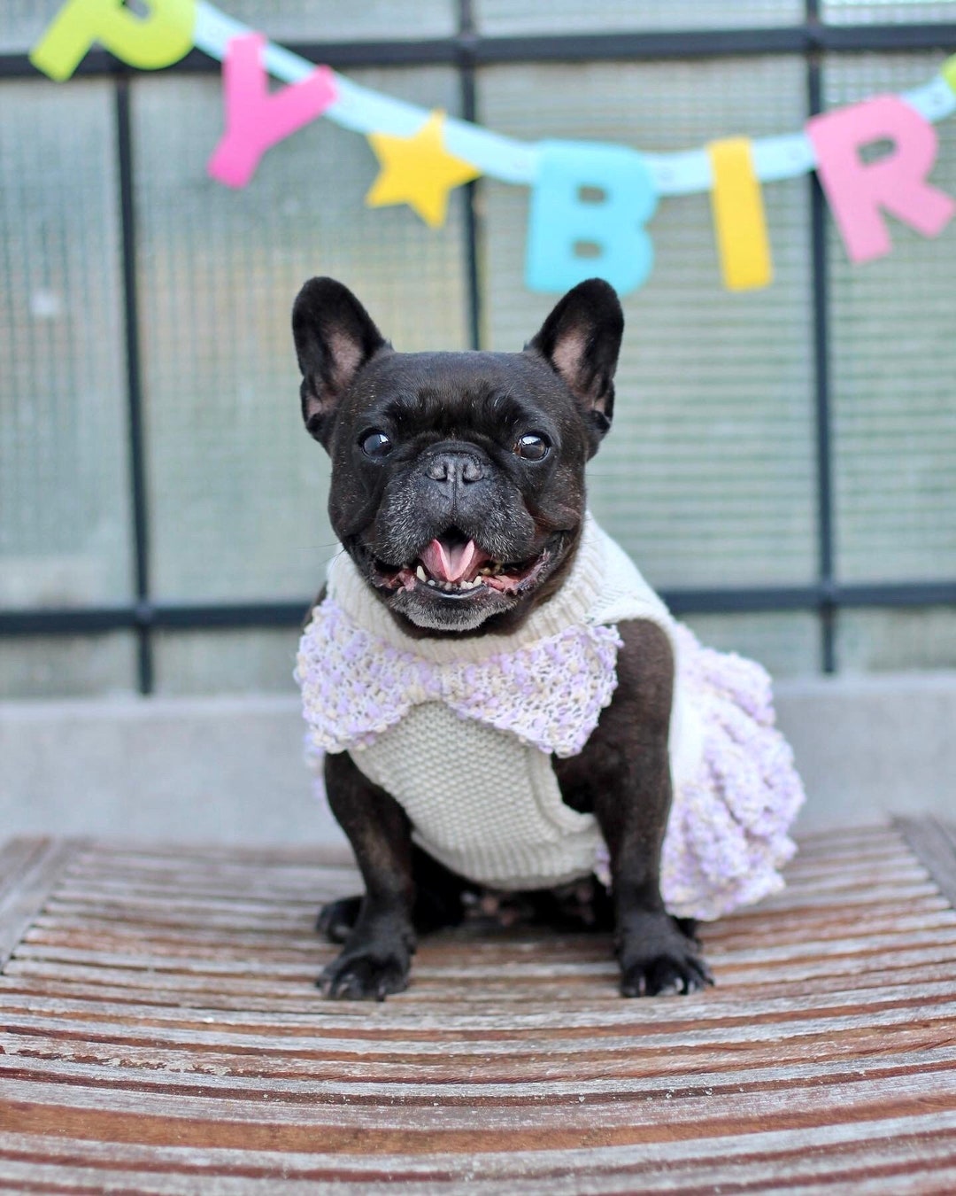 French Bulldog Dress, French Bulldog Summer Dress, Dog Knitted Dress