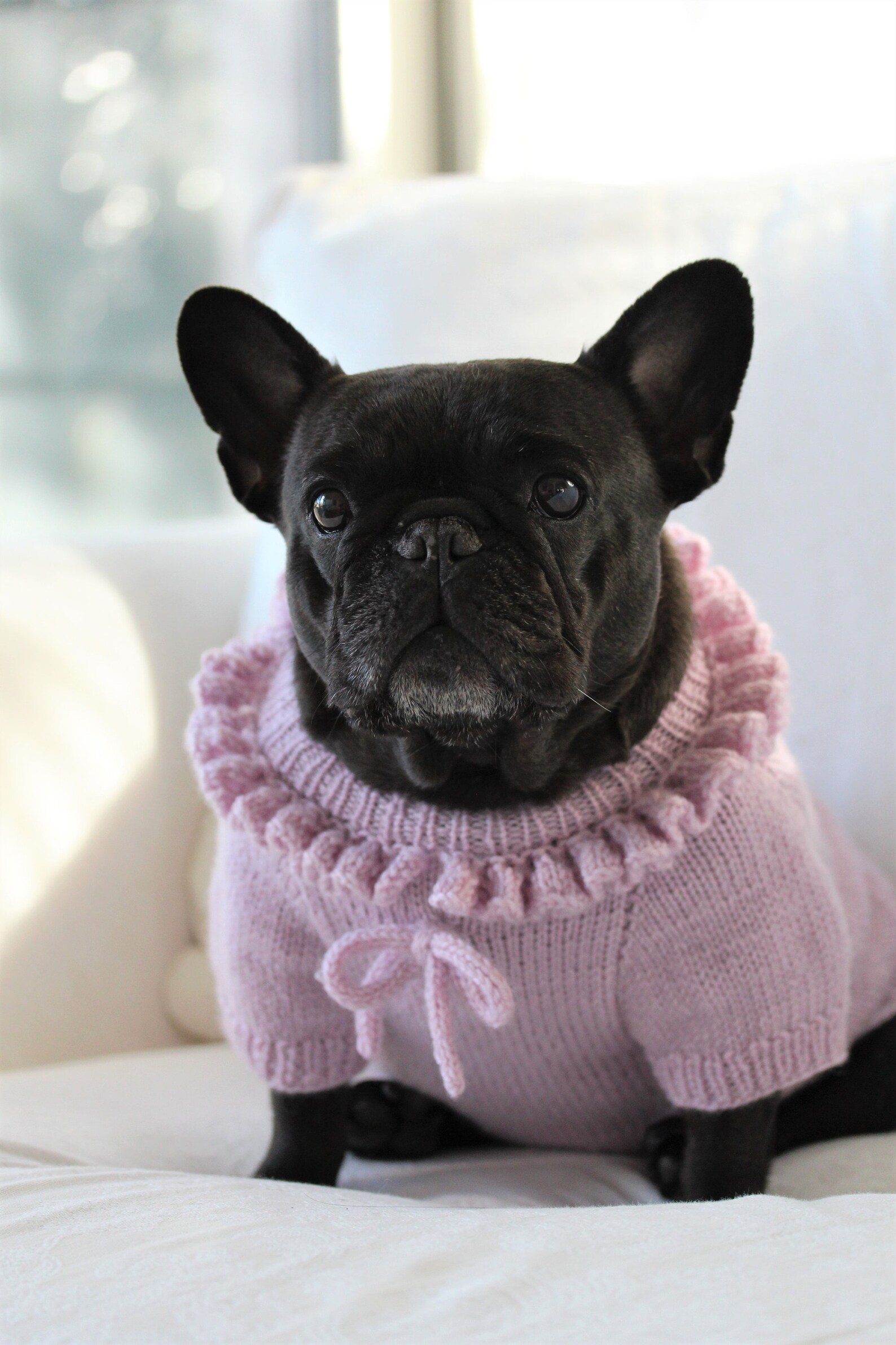 Knitting Pattern PDF French Bulldog Sweater With Details Dog Etsy India