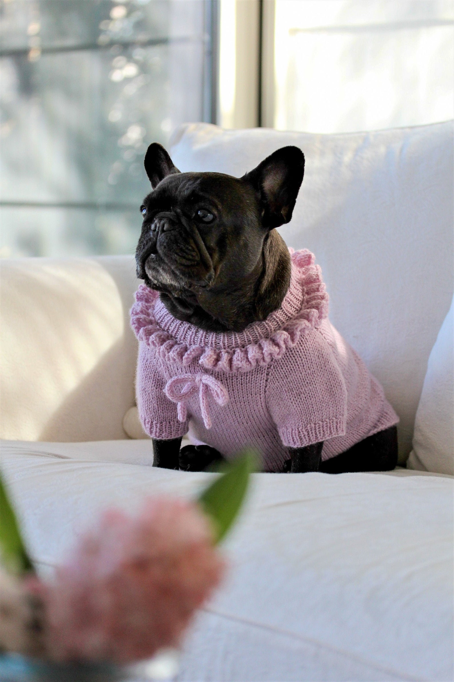 French Bulldog Wool Pink Sweater, French Bulldog Spring Coat, Dog