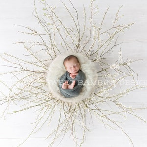 Newborn Digital Backdrop - Natural Rustic White Nest decorated fresh white blackthorn
